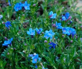 blå blomster af Lithodora diffusa