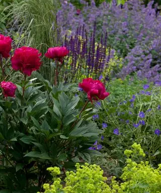 peonie rosse piantate con lavanda