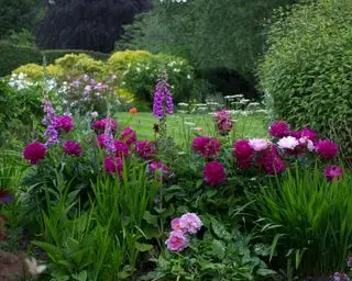 peonie piantate in un giardino misto a confine con digitale e papaveri
