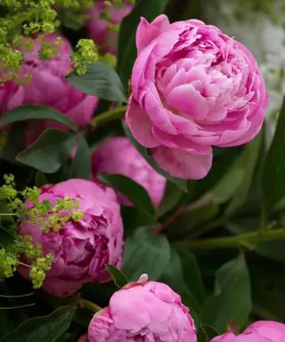 fiori di peonia rosa