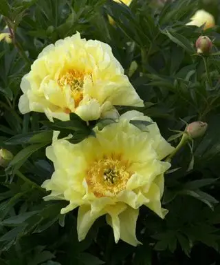 fiore di peonia bartazella gialla