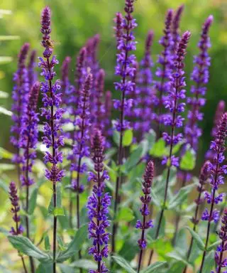 madera de salvia