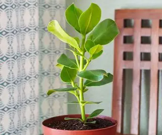 Clusia rosea