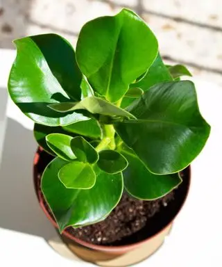 Clusia rosea na slnku