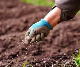 Fertilizante sendo espalhado manualmente ao redor das plantas na horta