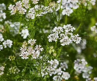 Koriander blomster i blomst