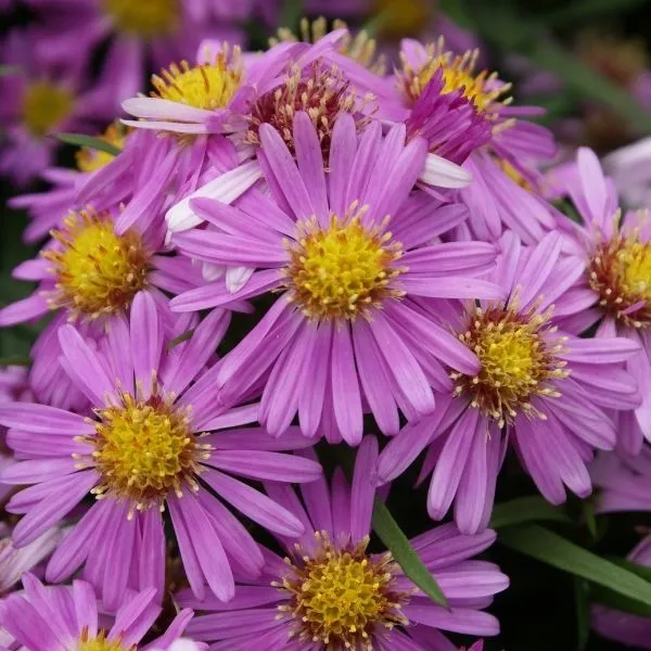 Aster rosado de madera - Contenedor n.° 1' loading='lazy' title=