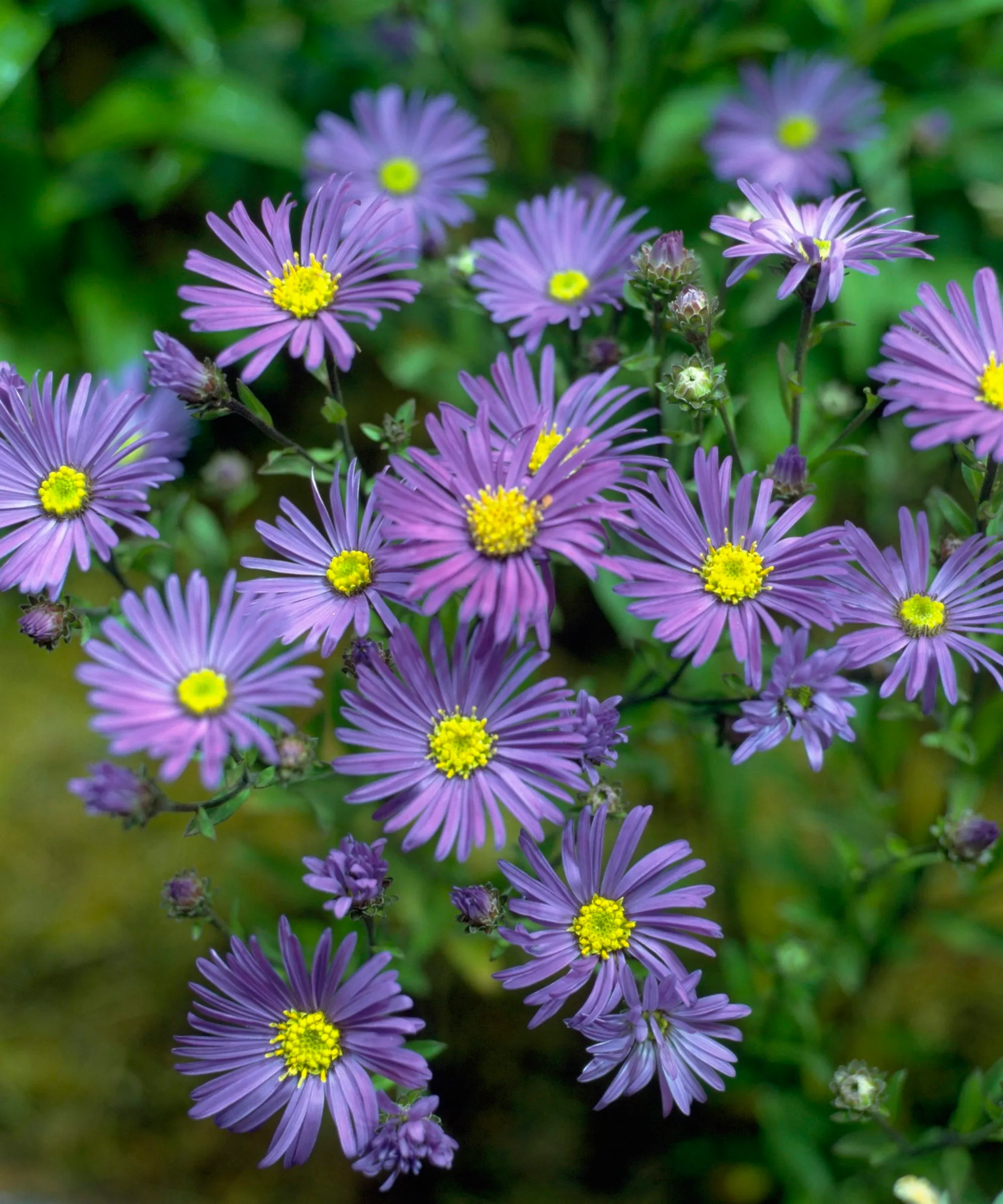 Los ásteres morados están en flor y brotando en un jardín.' loading='lazy' title=