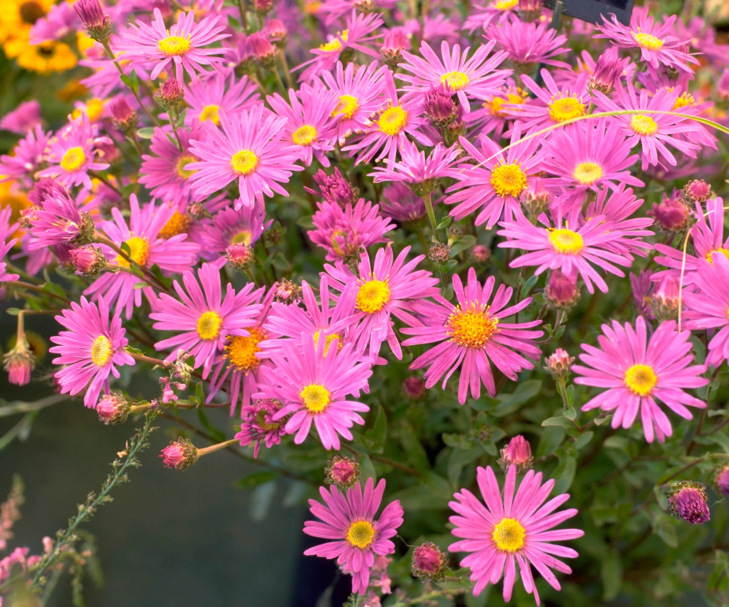 Asters rosados con centros amarillos en flor.' loading='lazy' title=