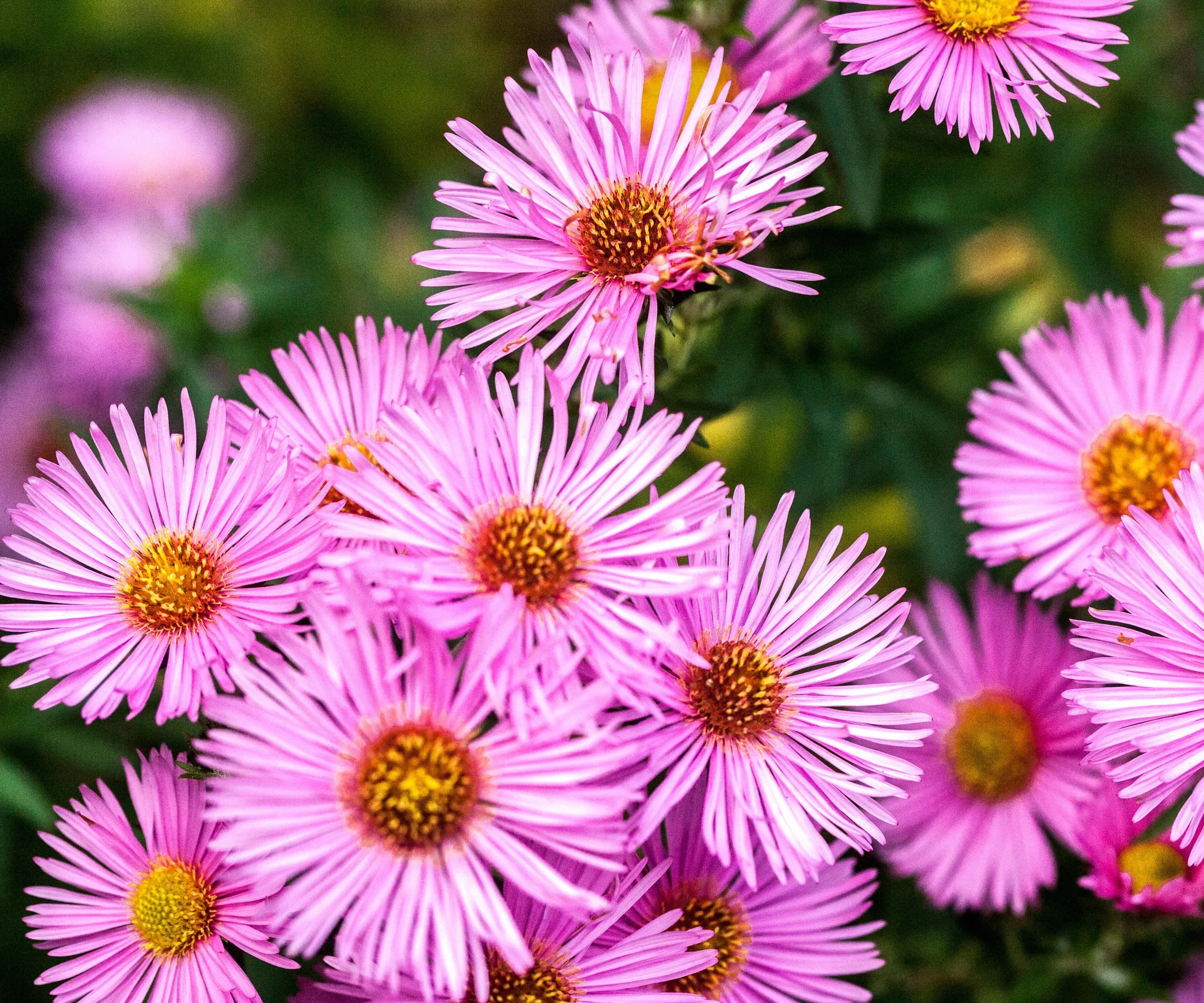 Aster de Nueva Inglaterra Rudelsburg Michaelmas margaritas Asters' loading='lazy' title=