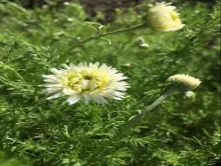 Camomille