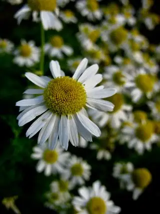 Camomille
