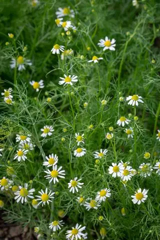 Camomille