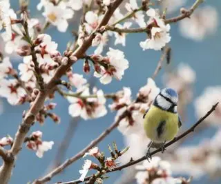 Flor de amêndoa com chapim azul