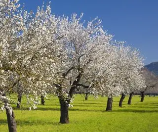 Flor de amêndoa em campo com grama