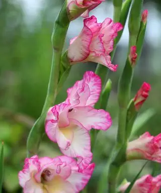gladíolo rosa