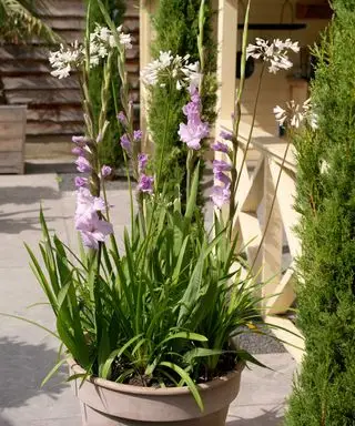 gladíolos roxos em vaso com agapanthus branco