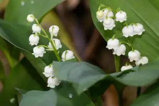 Liljekonvall, giftig plante