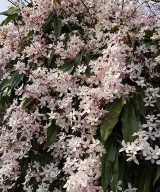 klematis armandii