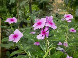 Madagaskar periwinkle
