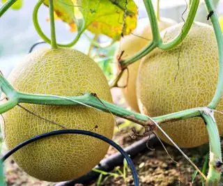 Melóny cantaloupe rastúce na viniči