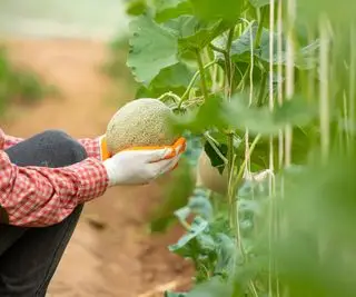 Farmár drží melón cantaloupe