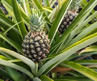 Abacaxi crescendo em uma planta