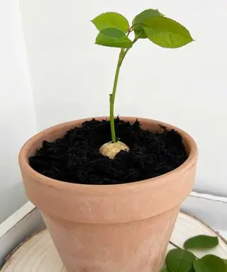 rosa plantada en una papa en una olla