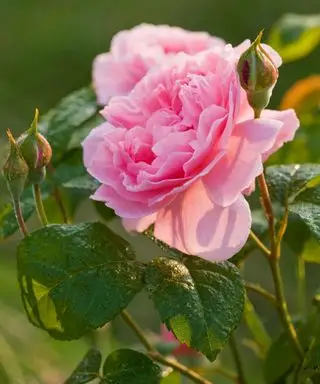 Rosa rosada