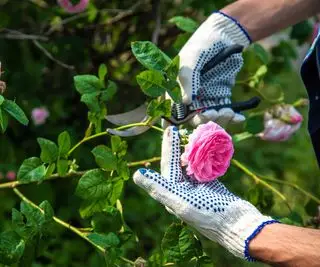 cortando rosas