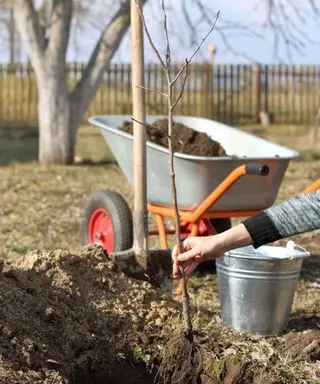 Einen Apfelbaum in den Garten pflanzen