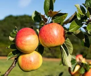 Äpfel wachsen auf dem Ast eines Apfelbaums