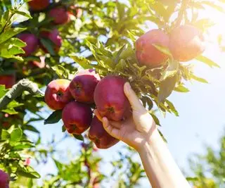 Äpfel von einem Apfelbaum im Sonnenschein ernten