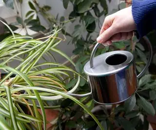 Regar plantas aranhas de interior com regador de metal