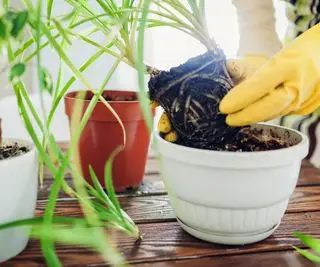 Mãos transplantando uma planta aranha para um novo vaso com composto fresco