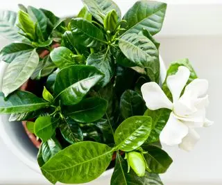 Kvetoucí rostlina Gardenia Jasminoides v květináči s bílými květy