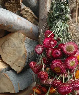 Strawflowers hengende i en haug til tørk