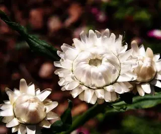 Hvite stråblomster