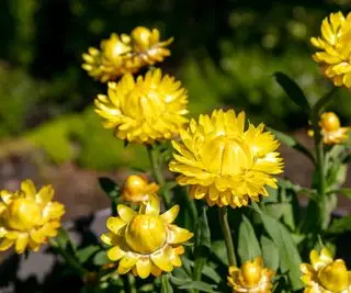 Gule stråblomster