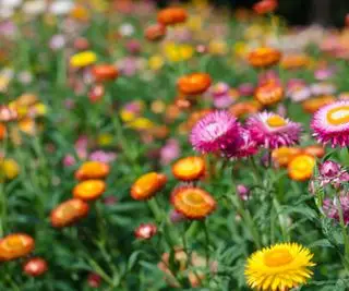 Stråblomster som vokser i en skjærelapp