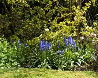 Ideias de jardins voltados para o norte com arbustos e flores.