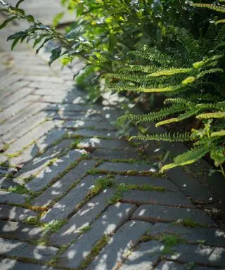 detalhe de design de jardim voltado para o norte por Farlam & Chandler