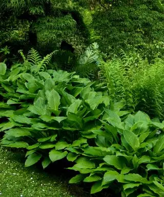 Idéias para jardins voltados para o norte com plantas hostas verdes e frondosas