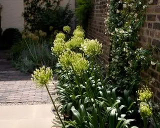 jardim voltado para o norte com agapantos brancos e jasmim branco na fronteira
