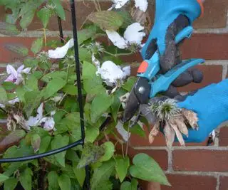 Clematis muerta con tijeras de podar