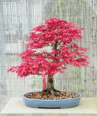Árbol bonsái de arce japonés rojo