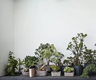 Colección de árboles bonsais.
