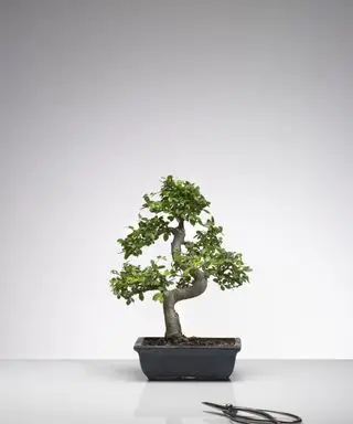 Árbol bonsai