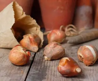 bulbi di tulipano