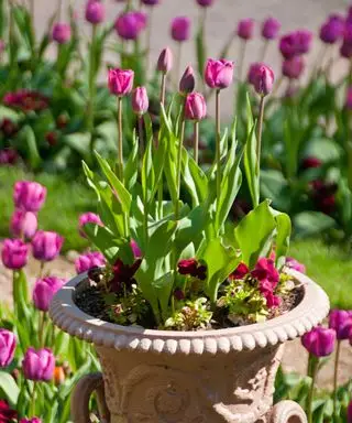 tulipani rosa in vaso